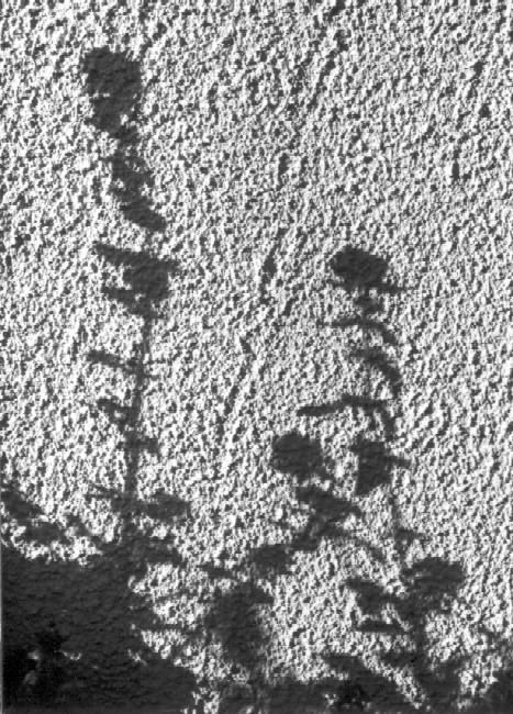 fleurs de pierres