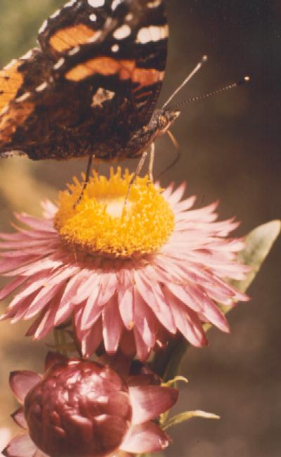 fleur et
papillon 1