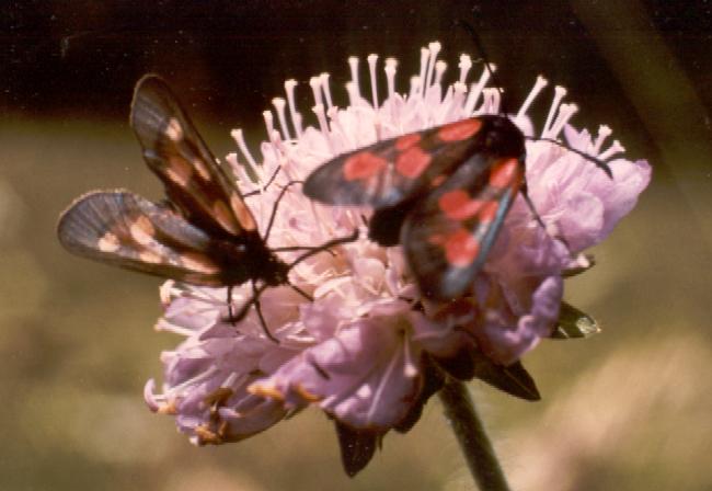 fleur et
papillon 1