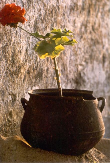 pot de fleur