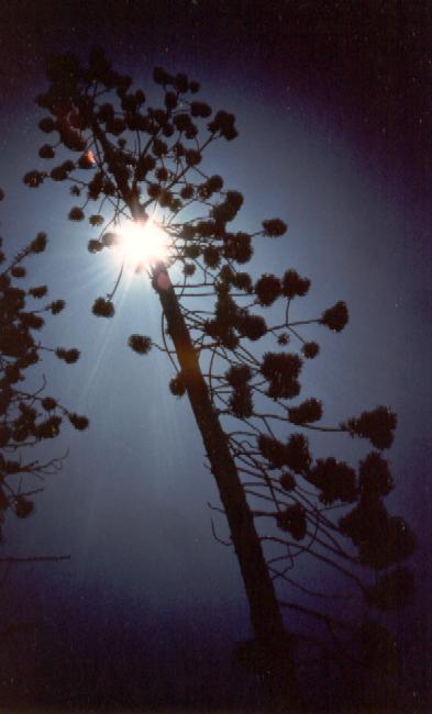 soleil et pin