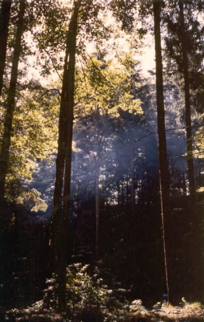 sous-bois